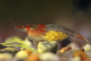 怀着虾籽的红琉璃虾