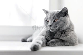 窗台上的灰猫